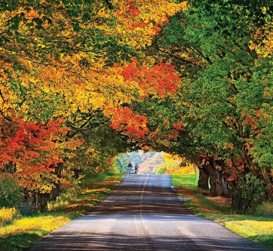 Tunnel of Trees.jpg